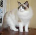 /album/katten/ragdoll-jpg/